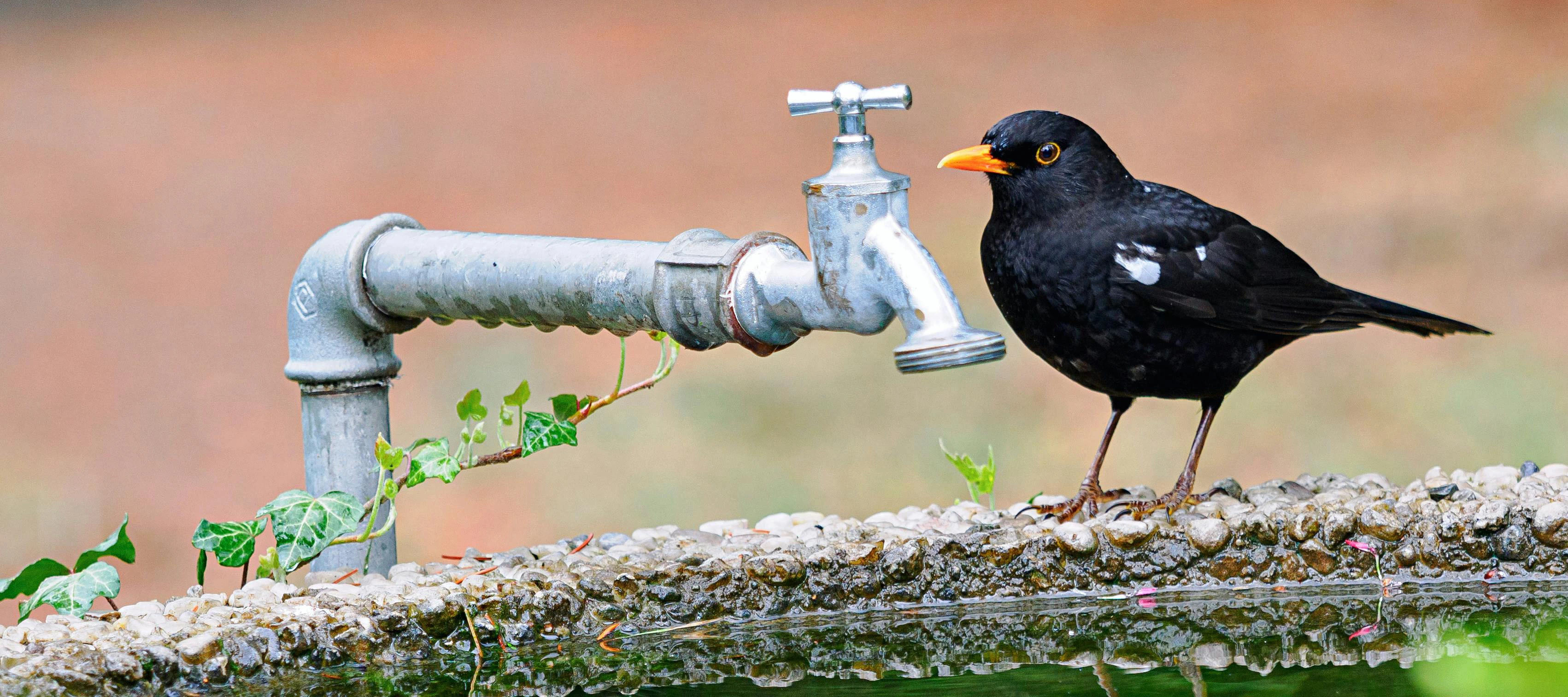 Robinet extérieur avec un oiseau à proximité